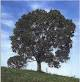 /album/cuidar-los-arboles-es-mi-compromiso-con-el-mundo/arbol-10-png/